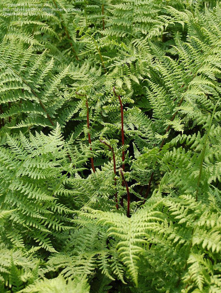 G313 Fern Athyrium Filix Femina Var Angustum Lady In Red - View 9 from www redcrocus com