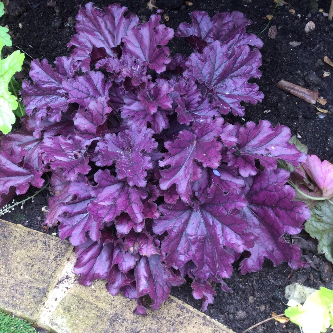 G3241 Heuchera X Frosted Violet - View 10 from www redcrocus com