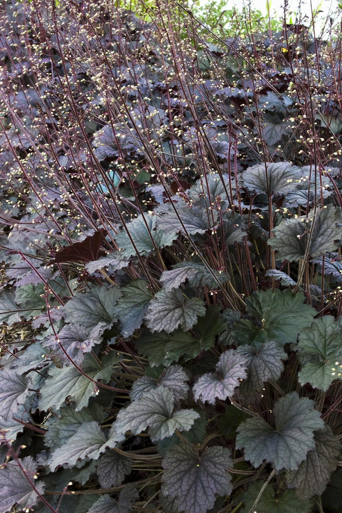 G3241 Heuchera X Frosted Violet - View 11 from www redcrocus com