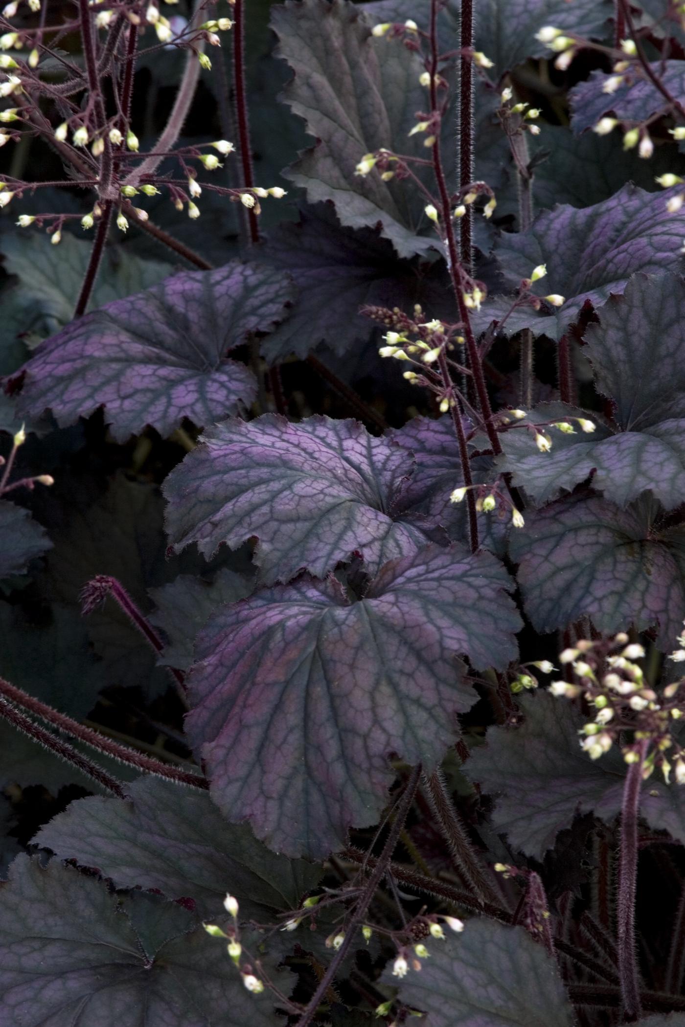 G3241 Heuchera X Frosted Violet - View 13 from www redcrocus com