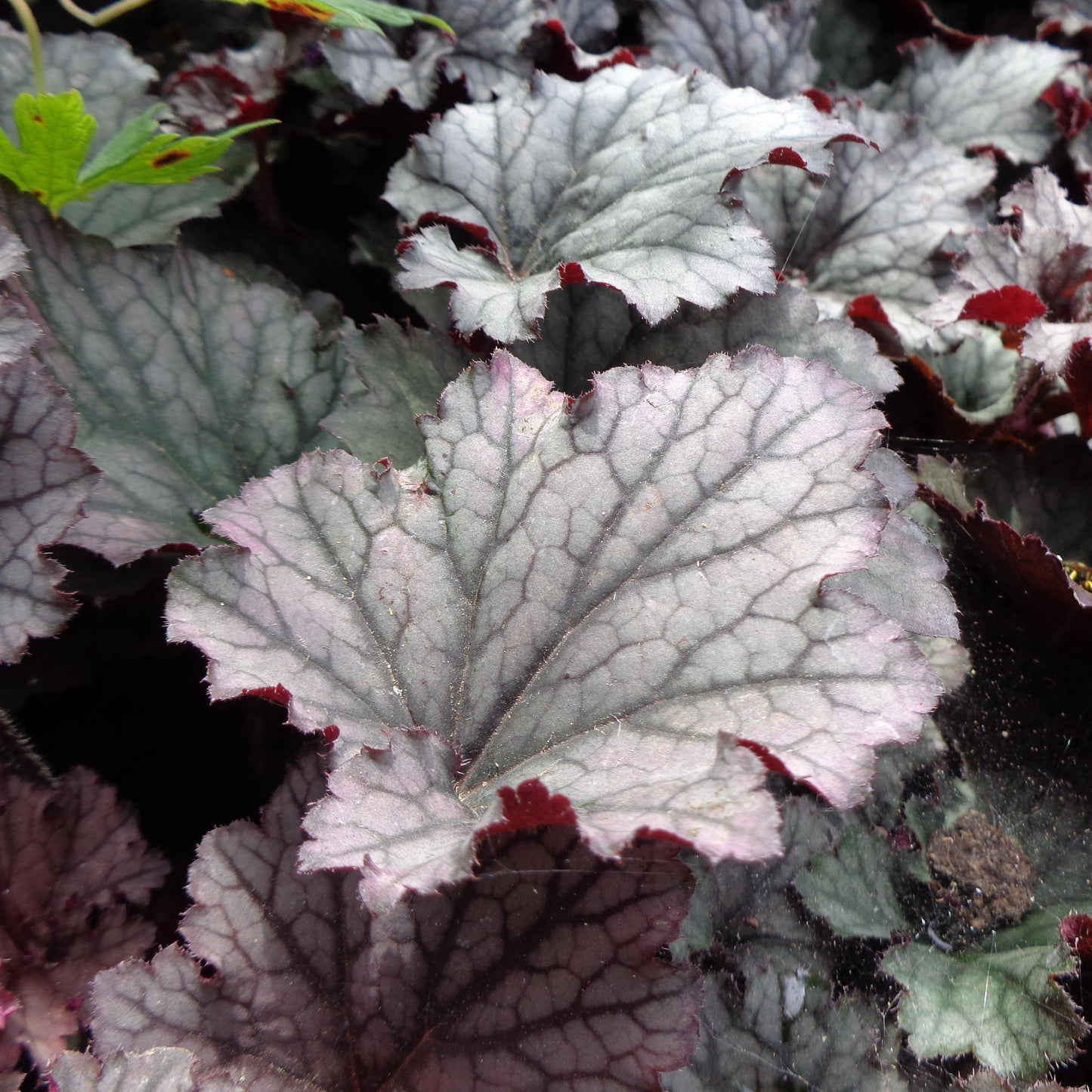 G3241 Heuchera X Frosted Violet - View 14 from www redcrocus com