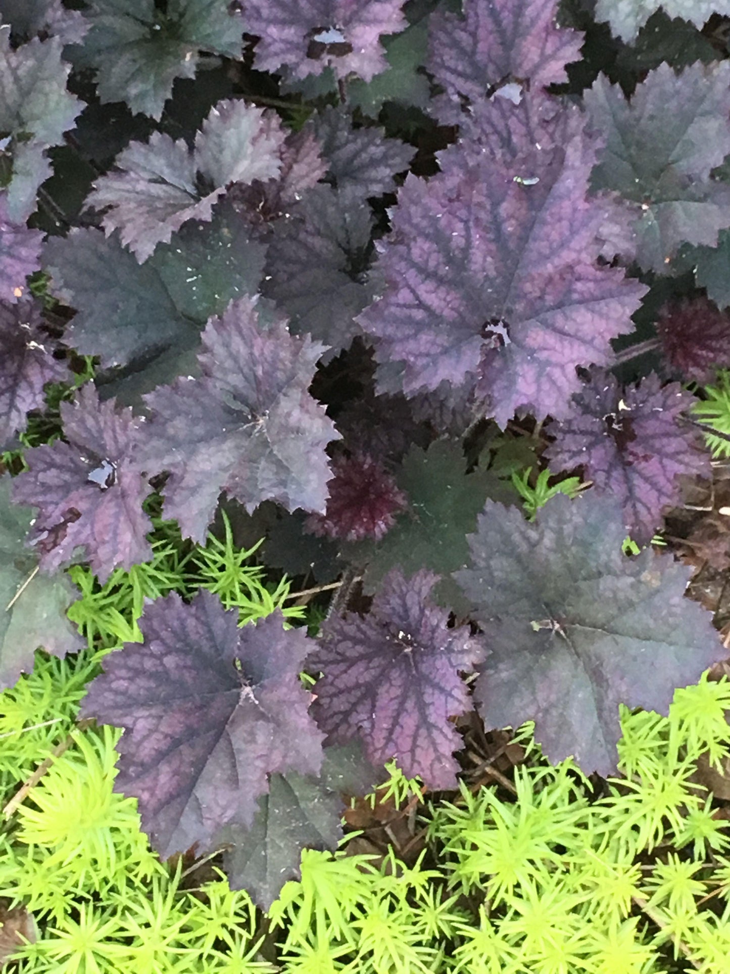 G3241 Heuchera X Frosted Violet - View 15 from www redcrocus com