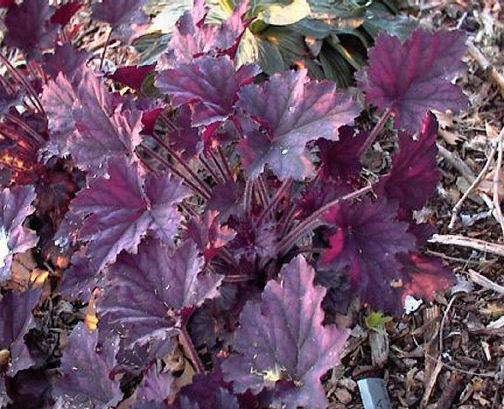 G3241 Heuchera X Frosted Violet - View 16 from www redcrocus com