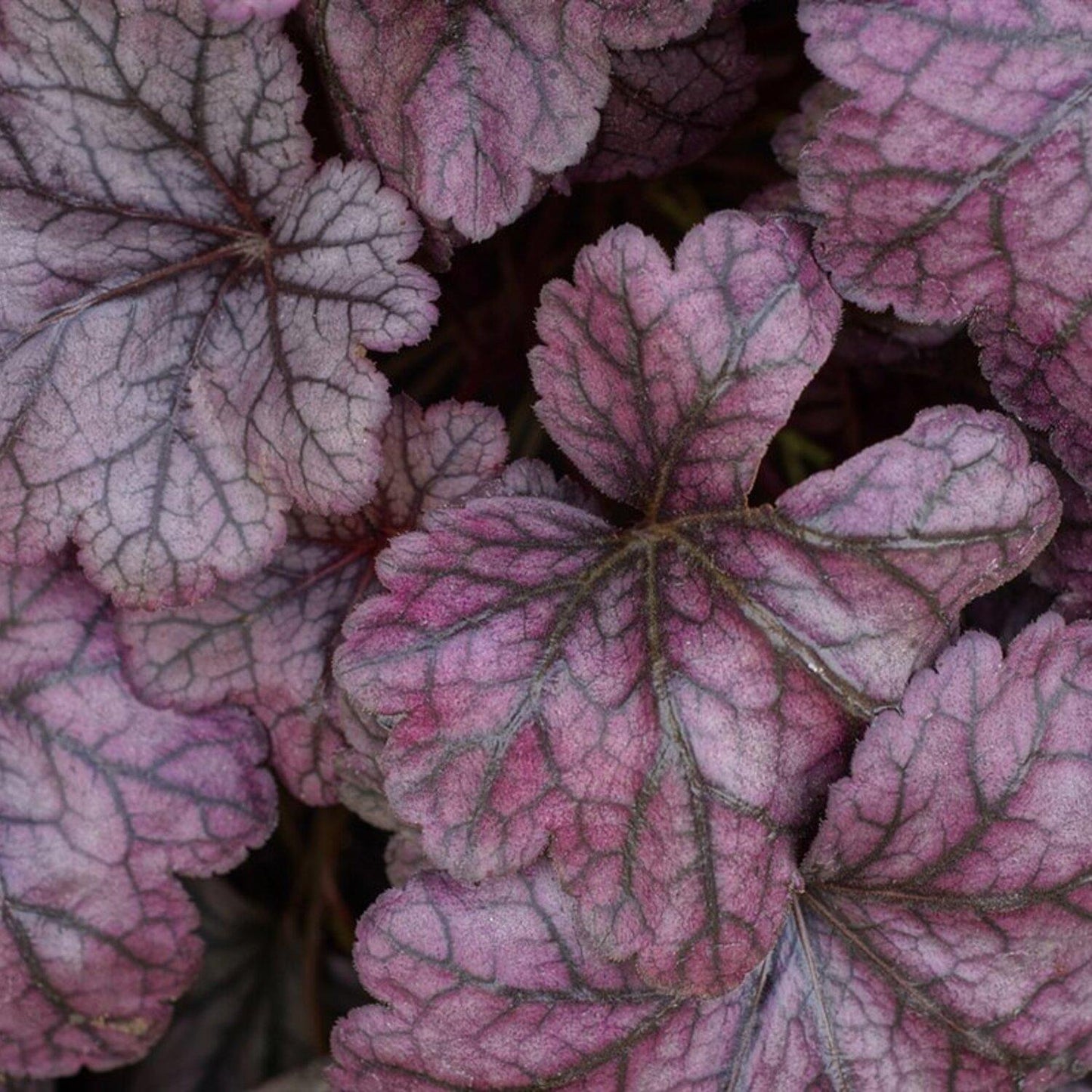 G3241 Heuchera X Frosted Violet - View 17 from www redcrocus com