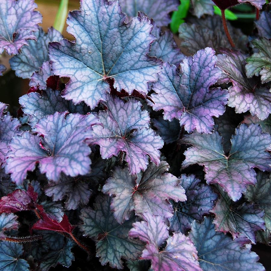 G3241 Heuchera X Frosted Violet - View 2 from www redcrocus com