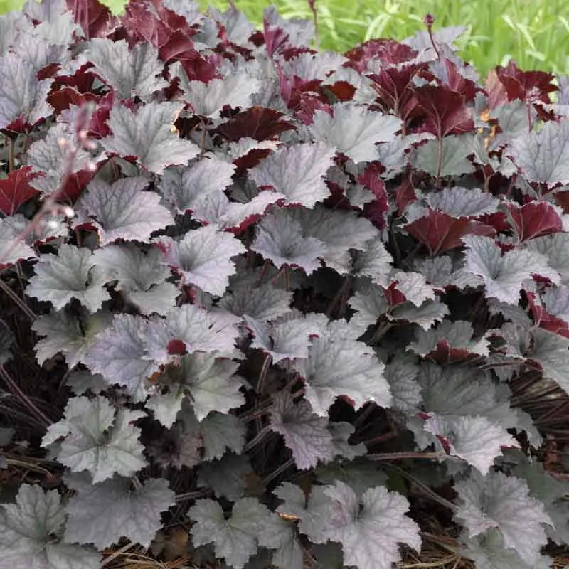G3241 Heuchera X Frosted Violet - View 3 from www redcrocus com