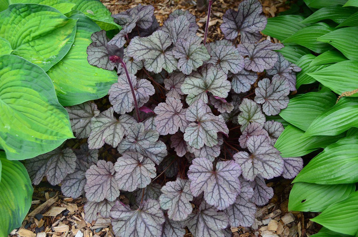 G3241 Heuchera X Frosted Violet - View 4 from www redcrocus com