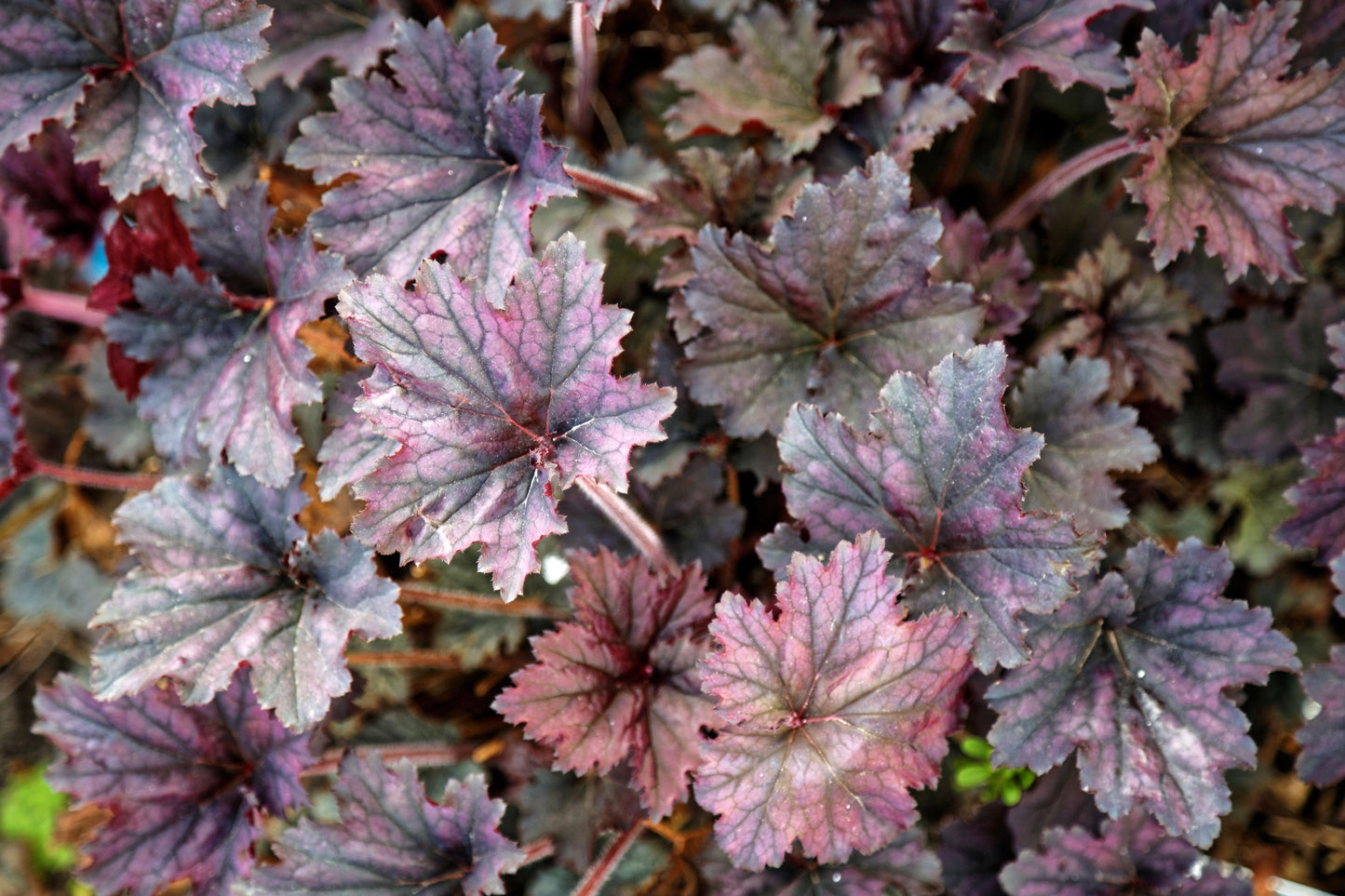 G3241 Heuchera X Frosted Violet - View 6 from www redcrocus com