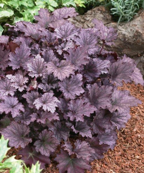 G3241 Heuchera X Frosted Violet - View 7 from www redcrocus com