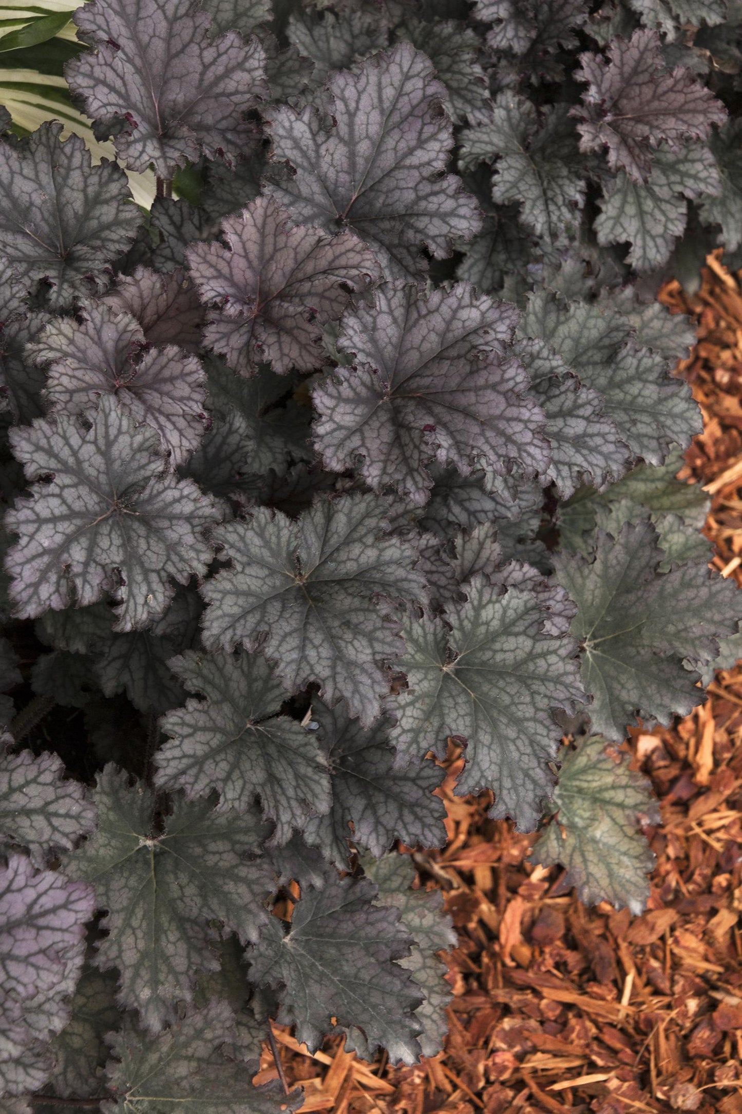G3241 Heuchera X Frosted Violet - View 8 from www redcrocus com