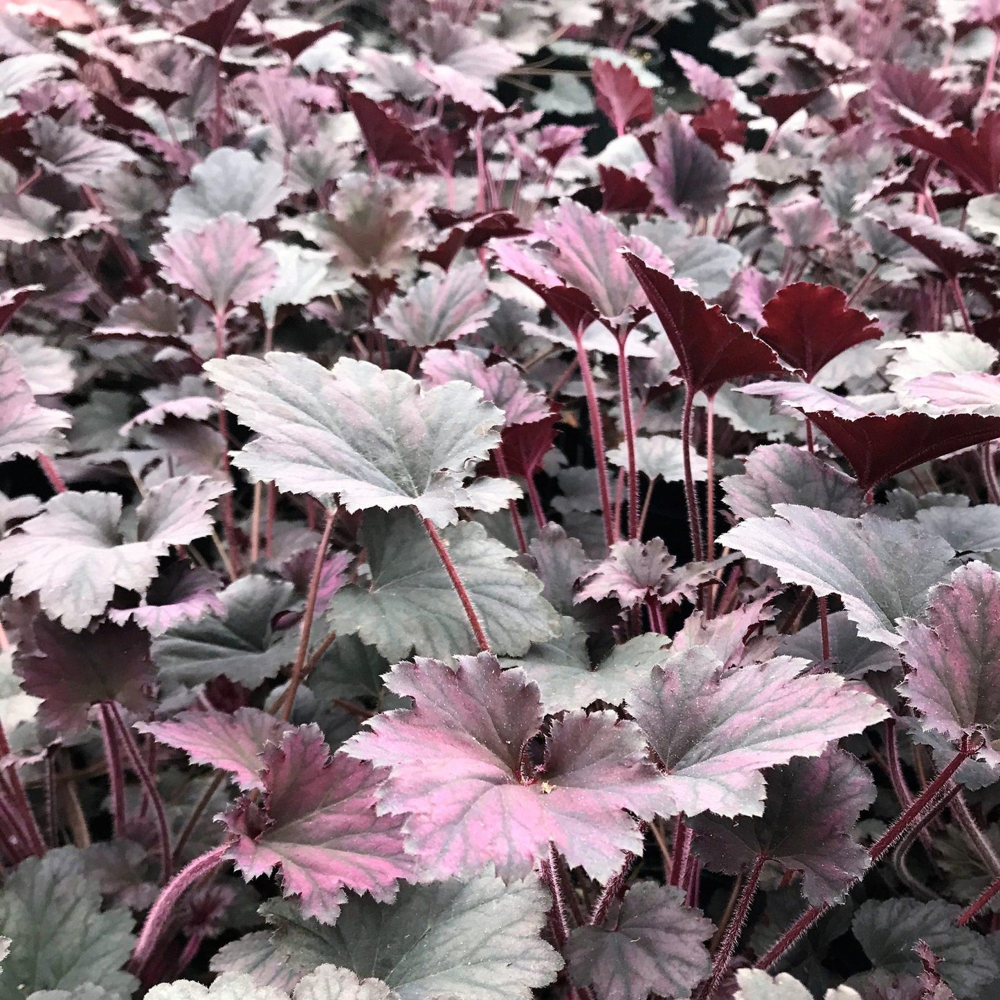 G3241 Heuchera X Frosted Violet - View 9 from www redcrocus com