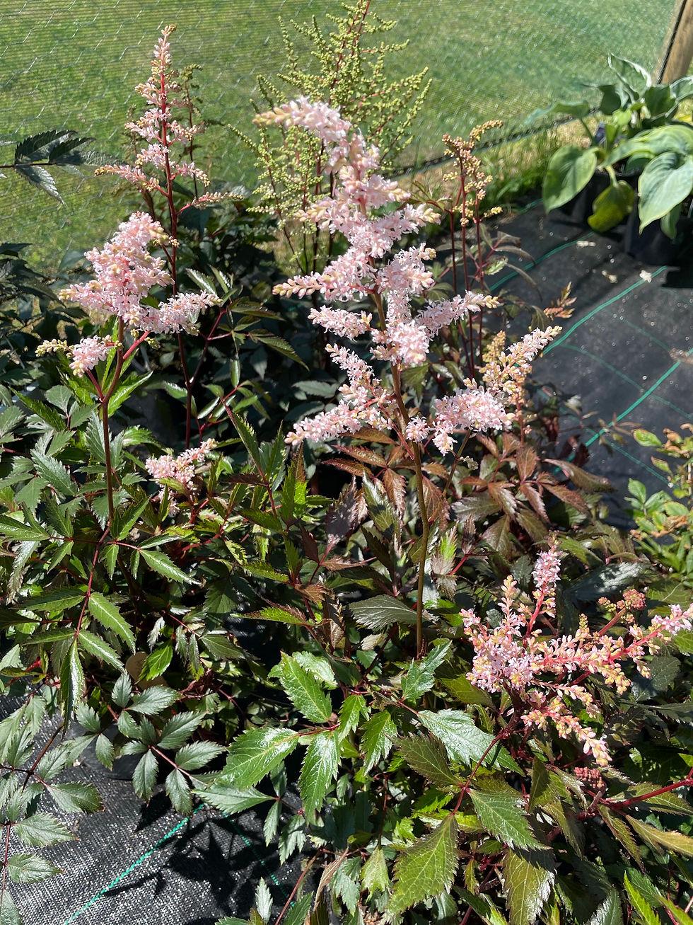 G328 Astilbe X Rosea Peach Blossom - View 9 from www redcrocus com