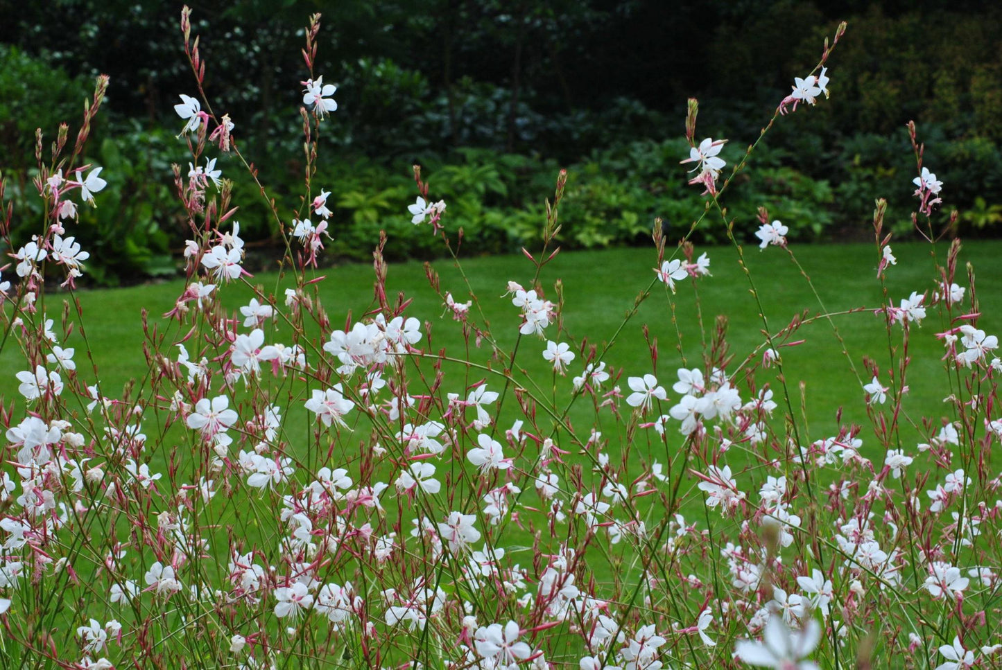G488 Gaura Lindheimeri Whirling Butterflies - View 10 from www redcrocus com
