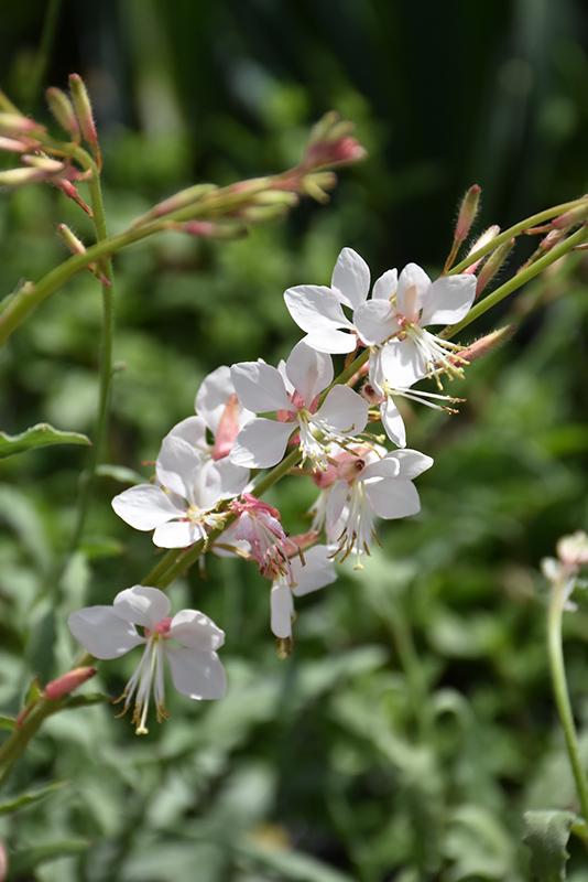 G488 Gaura Lindheimeri Whirling Butterflies - View 11 from www redcrocus com