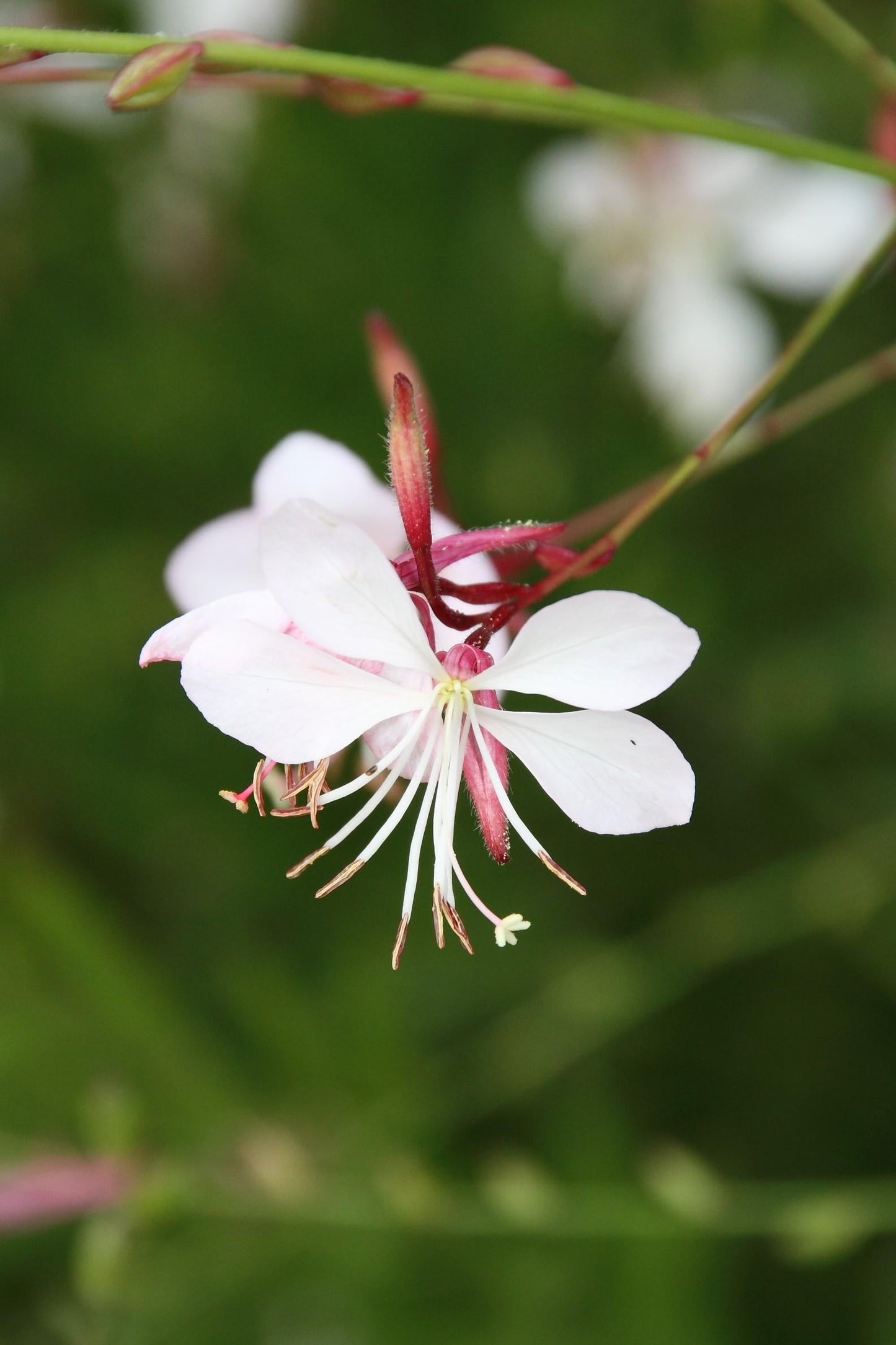 G488 Gaura Lindheimeri Whirling Butterflies - View 13 from www redcrocus com