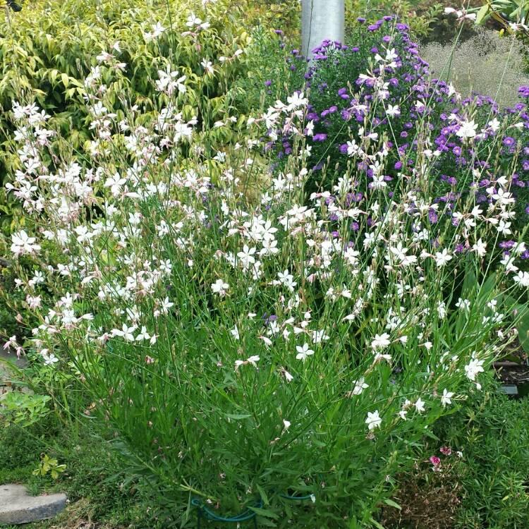 G488 Gaura Lindheimeri Whirling Butterflies - View 14 from www redcrocus com