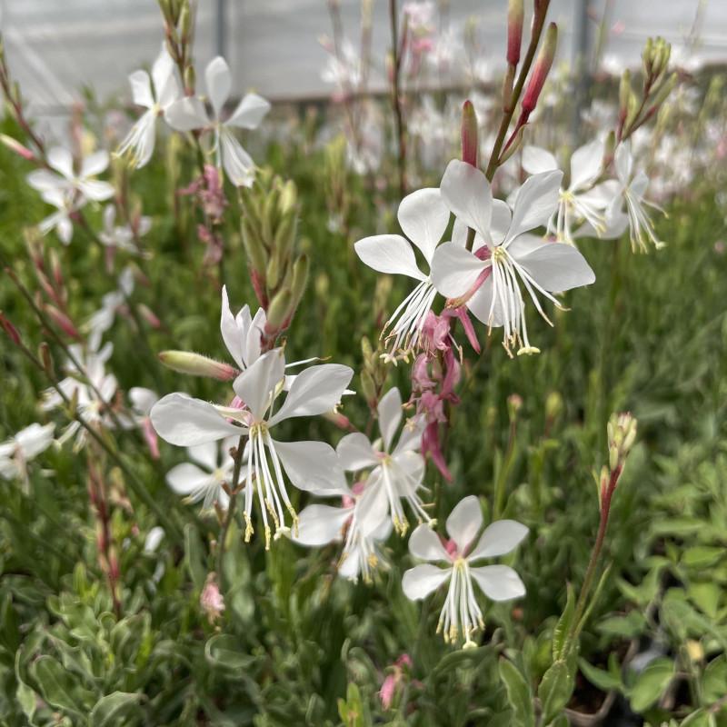 G488 Gaura Lindheimeri Whirling Butterflies - View 18 from www redcrocus com