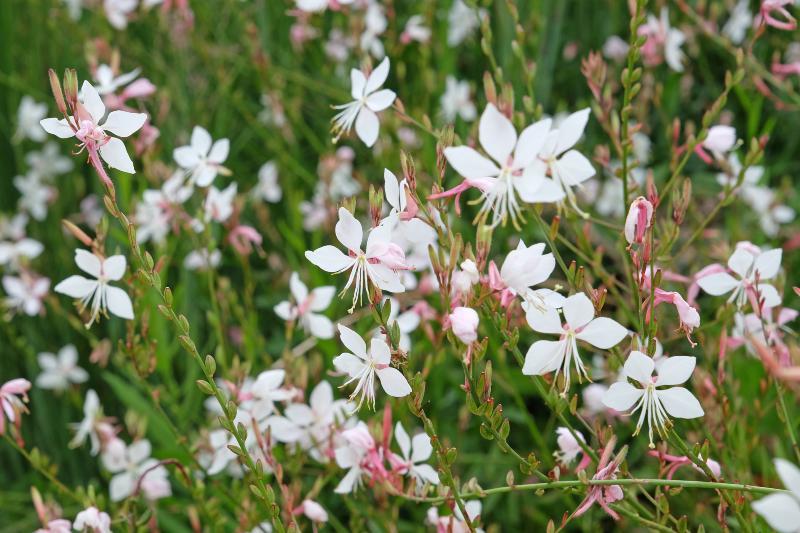 G488 Gaura Lindheimeri Whirling Butterflies - View 19 from www redcrocus com