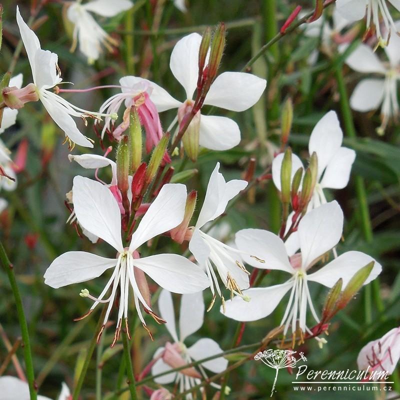 G488 Gaura Lindheimeri Whirling Butterflies - View 20 from www redcrocus com