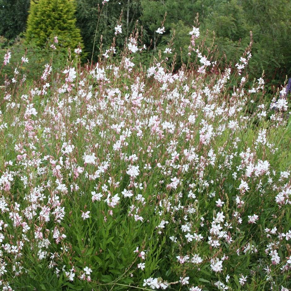 G488 Gaura Lindheimeri Whirling Butterflies - View 5 from www redcrocus com