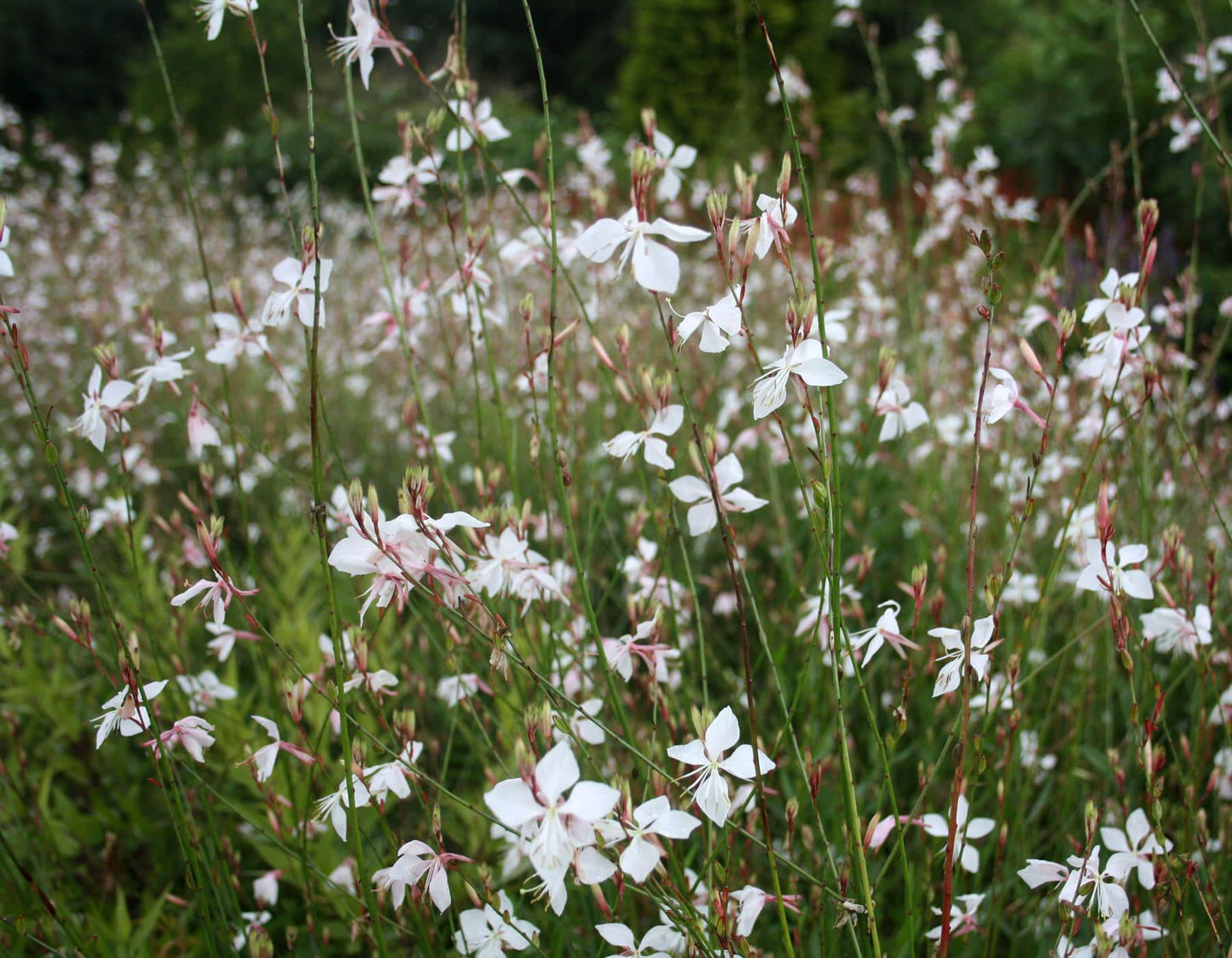 G488 Gaura Lindheimeri Whirling Butterflies - View 6 from www redcrocus com