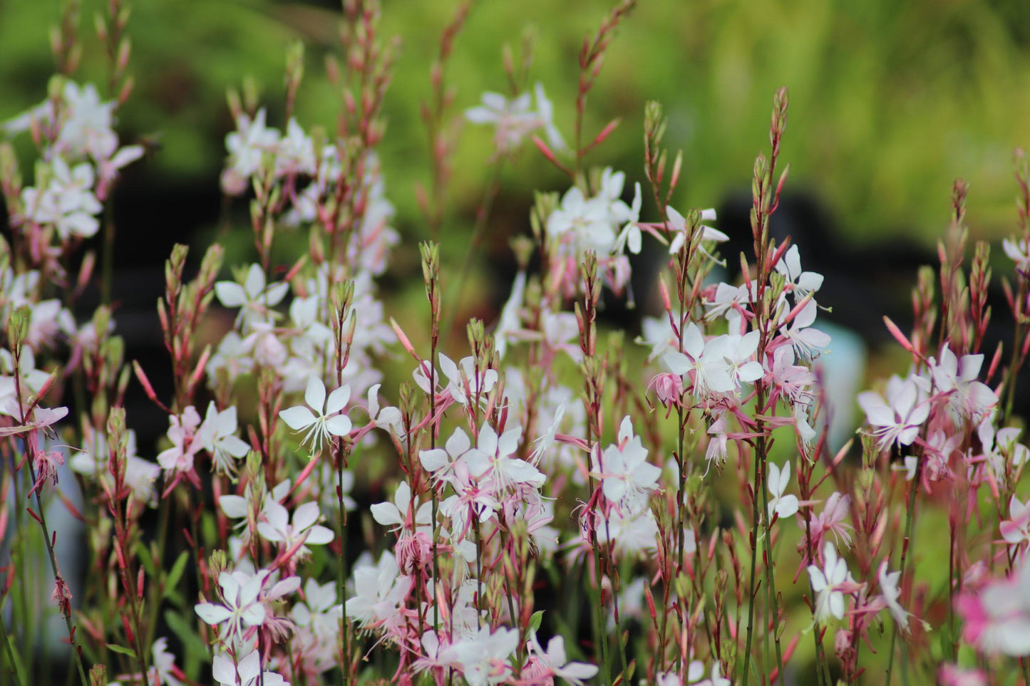 G488 Gaura Lindheimeri Whirling Butterflies - View 9 from www redcrocus com