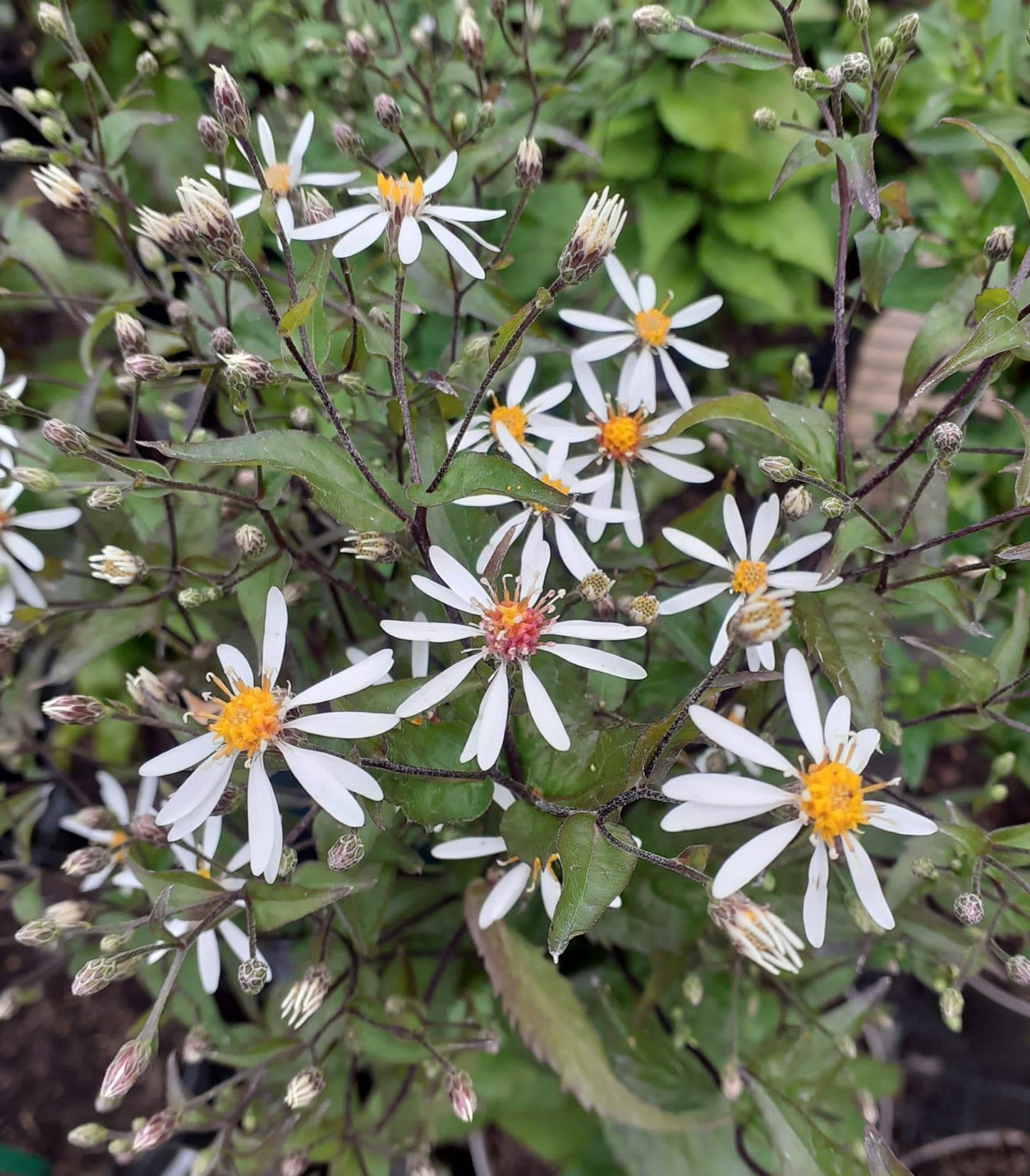 G5013 Aster Divaricatus - View 9 from www redcrocus com