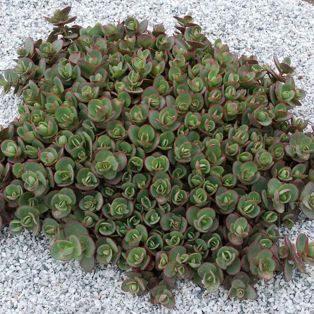 G5134 Sedum Sunsparkler Lime Zinger - View 11 from www redcrocus com
