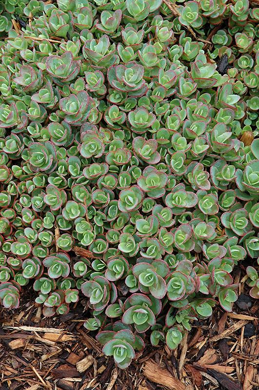G5134 Sedum Sunsparkler Lime Zinger - View 12 from www redcrocus com