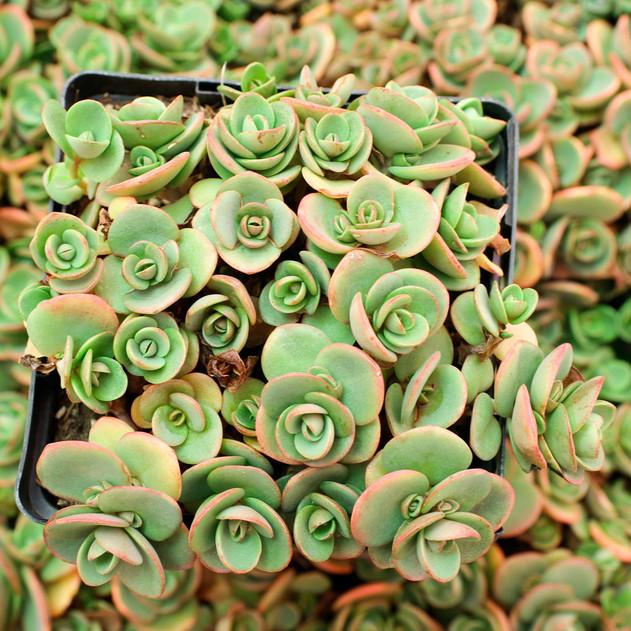 G5134 Sedum Sunsparkler Lime Zinger - View 13 from www redcrocus com