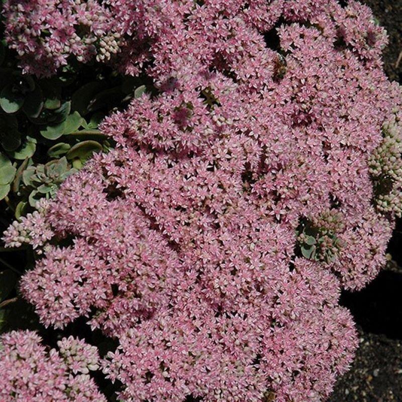 G5134 Sedum Sunsparkler Lime Zinger - View 17 from www redcrocus com