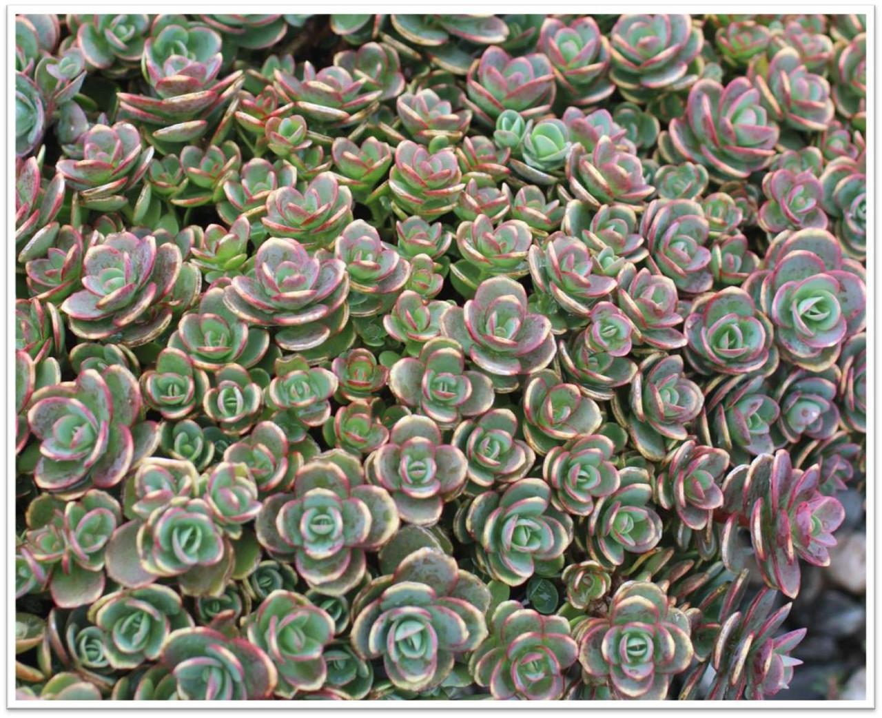 G5134 Sedum Sunsparkler Lime Zinger - View 18 from www redcrocus com