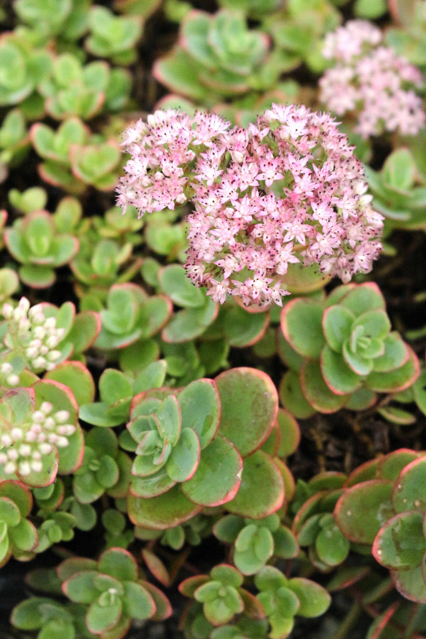 G5134 Sedum Sunsparkler Lime Zinger - View 2 from www redcrocus com