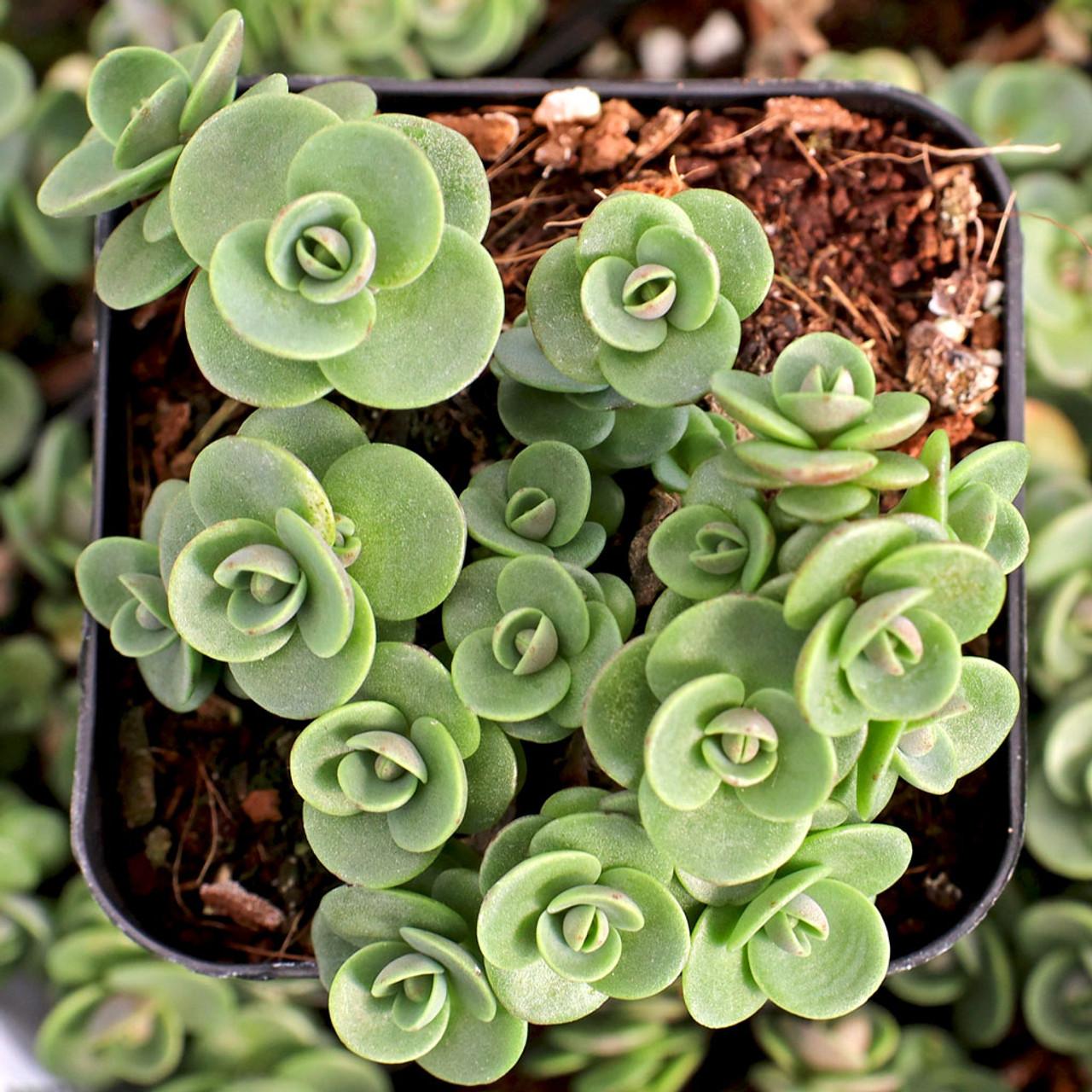 G5134 Sedum Sunsparkler Lime Zinger - View 4 from www redcrocus com