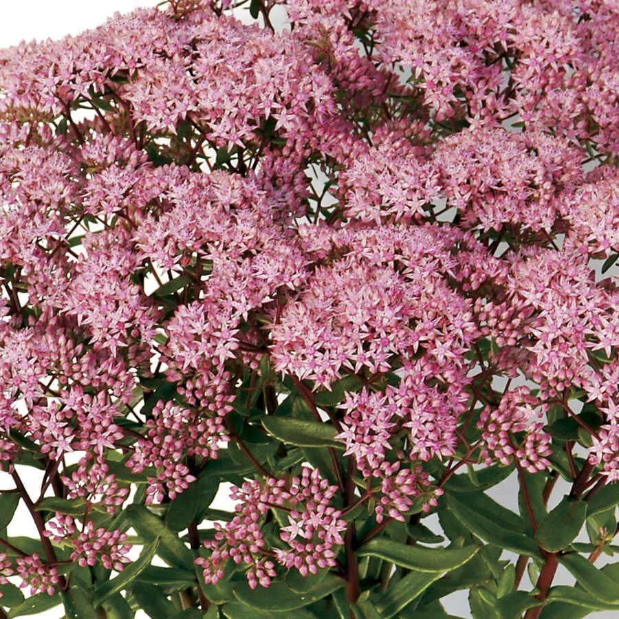 G5134 Sedum Sunsparkler Lime Zinger - View 8 from www redcrocus com