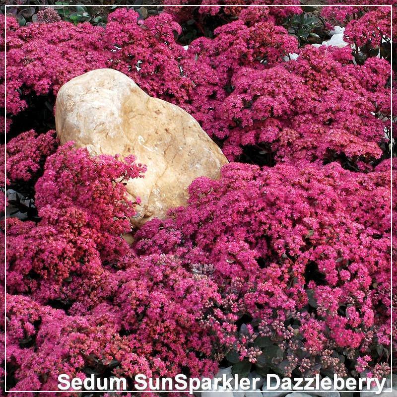 G5135 Sedum Sunsparkler Dazzleberry - View 12 from www redcrocus com