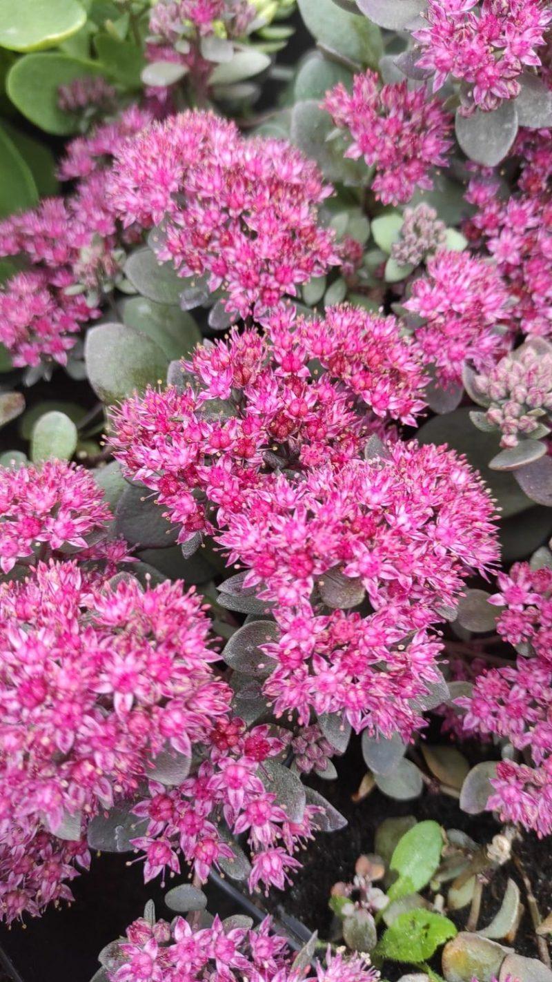 G5135 Sedum Sunsparkler Dazzleberry - View 13 from www redcrocus com