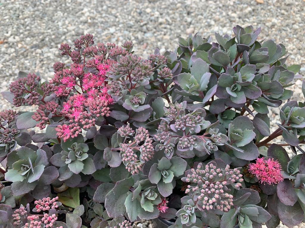 G5135 Sedum Sunsparkler Dazzleberry - View 14 from www redcrocus com