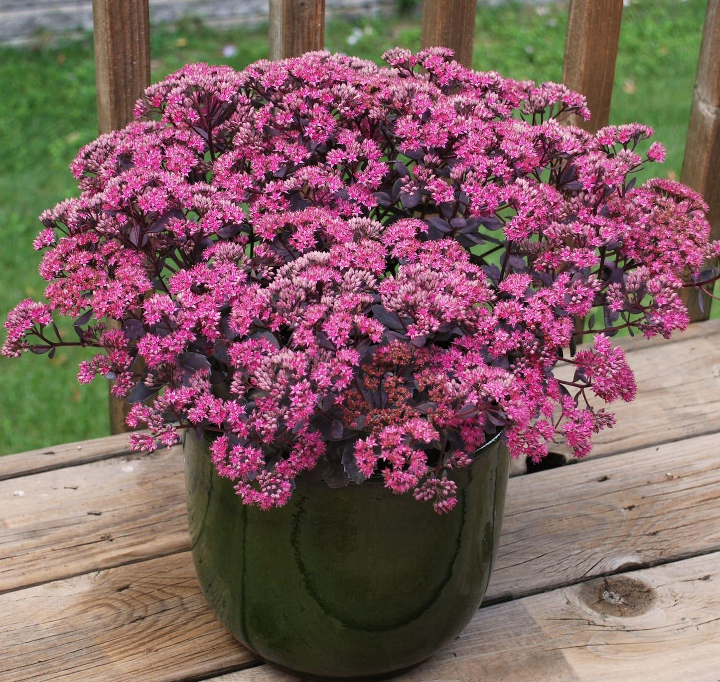 G5135 Sedum Sunsparkler Dazzleberry - View 2 from www redcrocus com