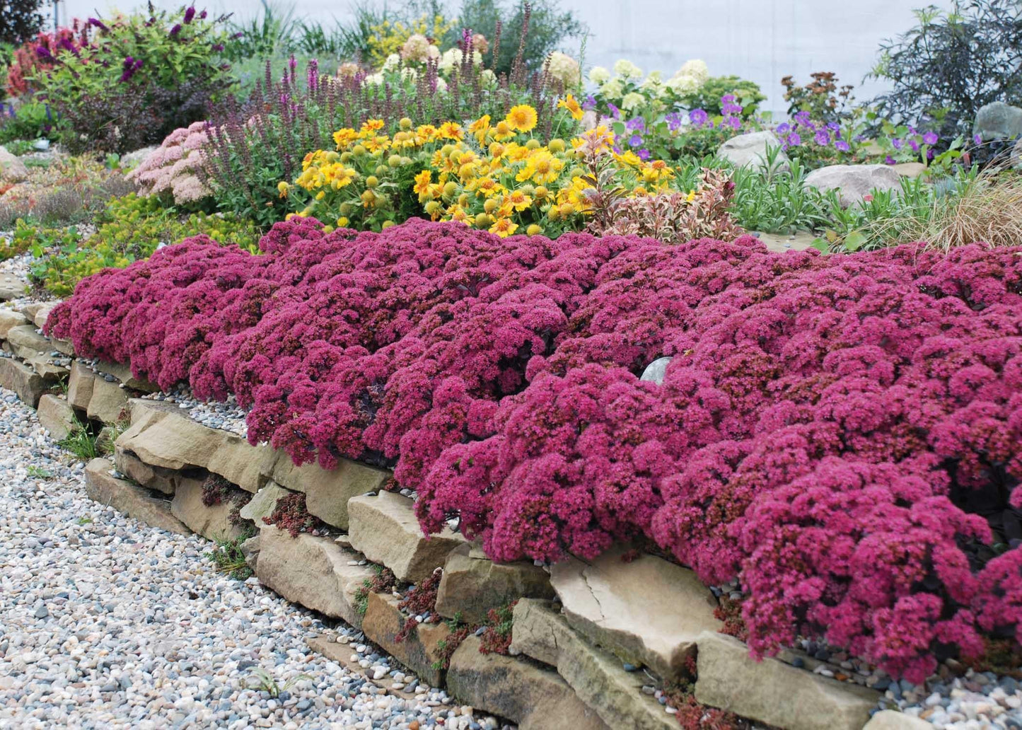G5135 Sedum Sunsparkler Dazzleberry - View 3 from www redcrocus com