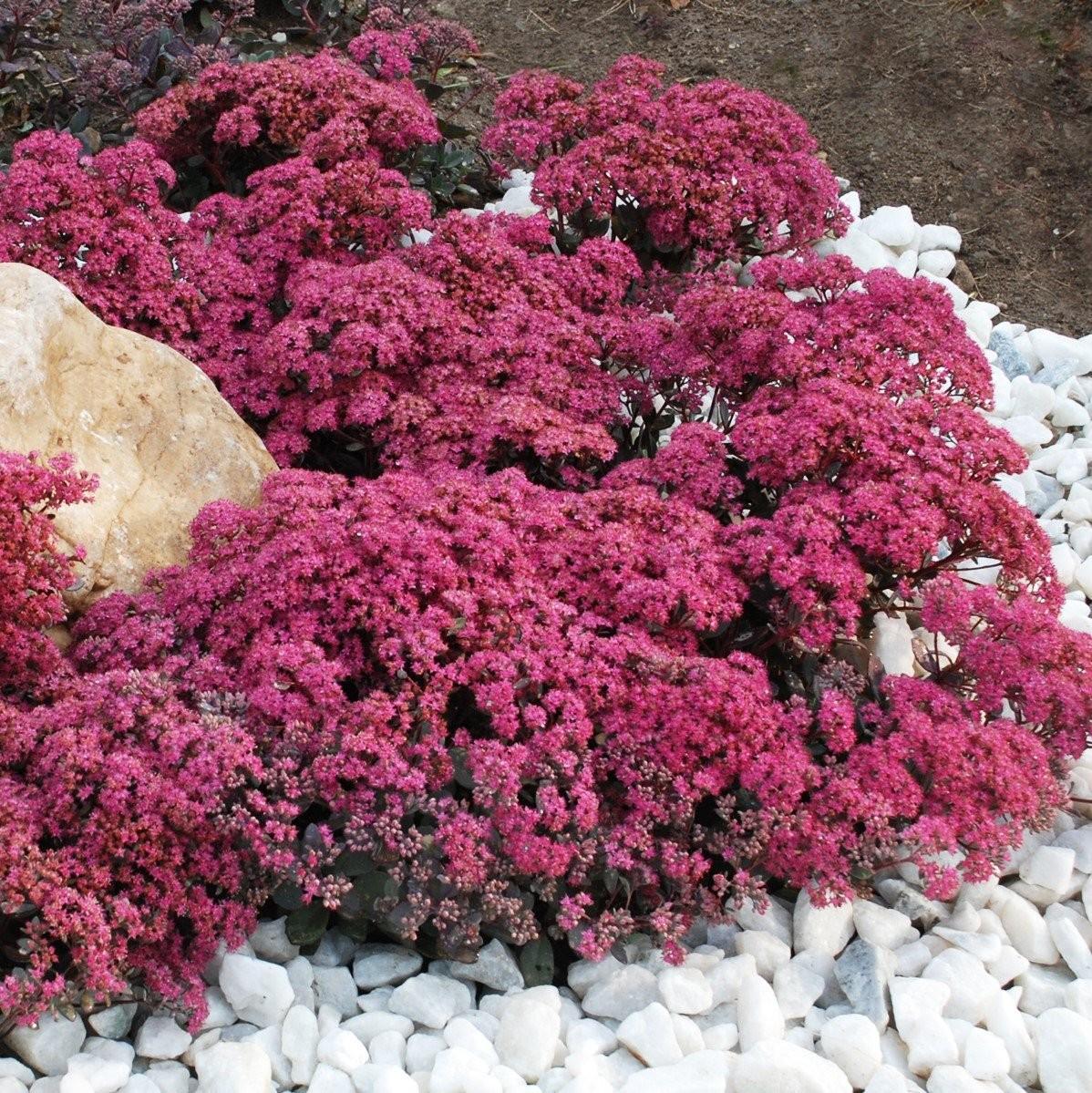 G5135 Sedum Sunsparkler Dazzleberry - View 4 from www redcrocus com