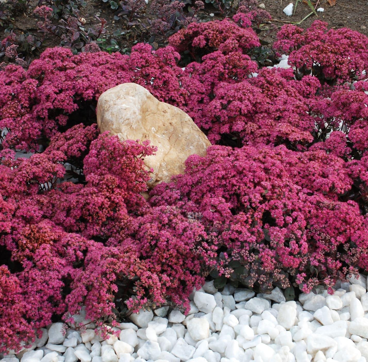 G5135 Sedum Sunsparkler Dazzleberry - View 5 from www redcrocus com