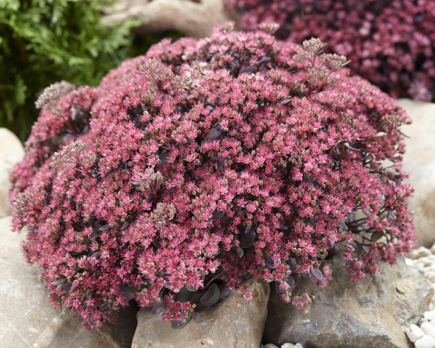 G5135 Sedum Sunsparkler Dazzleberry - View 6 from www redcrocus com