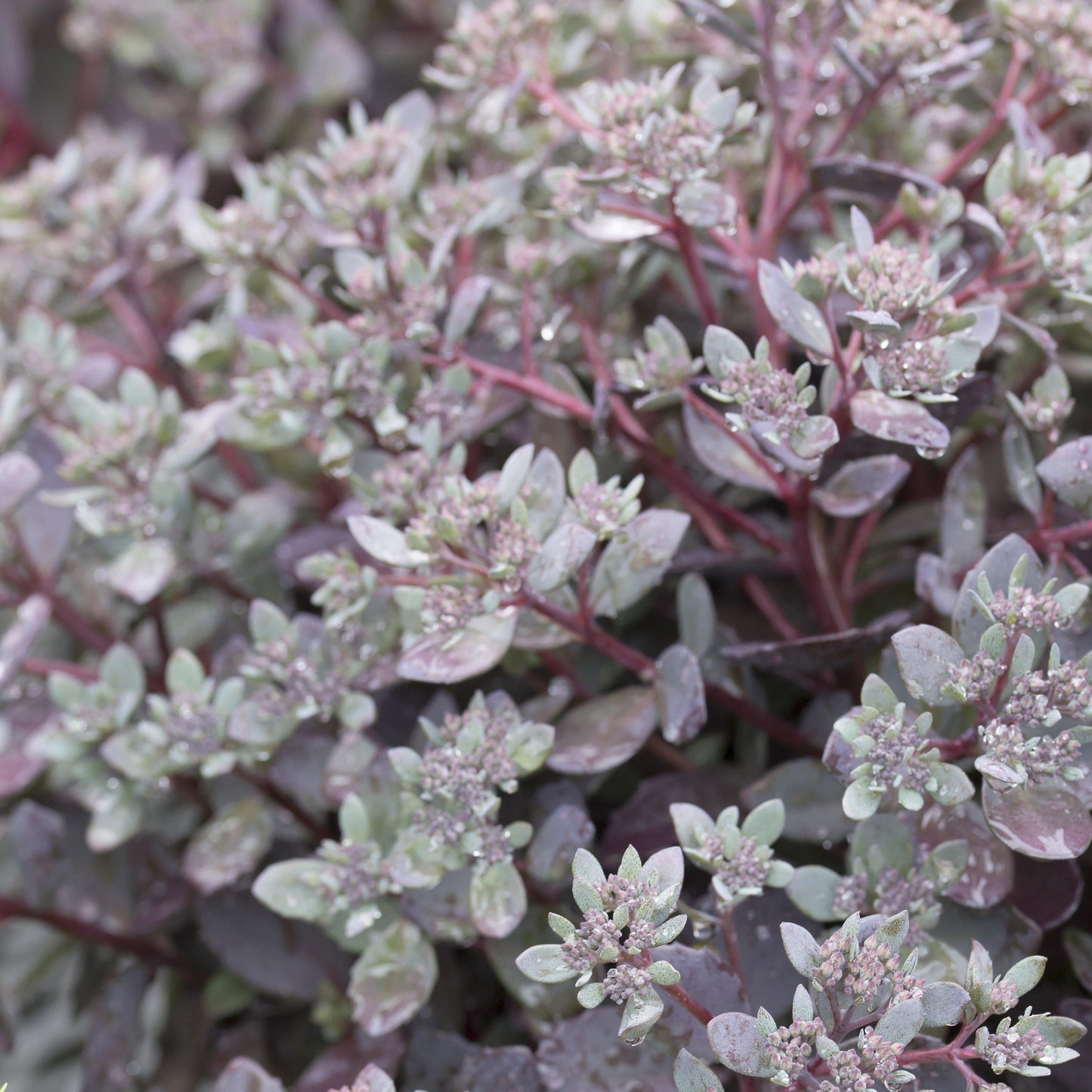 G5135 Sedum Sunsparkler Dazzleberry - View 8 from www redcrocus com