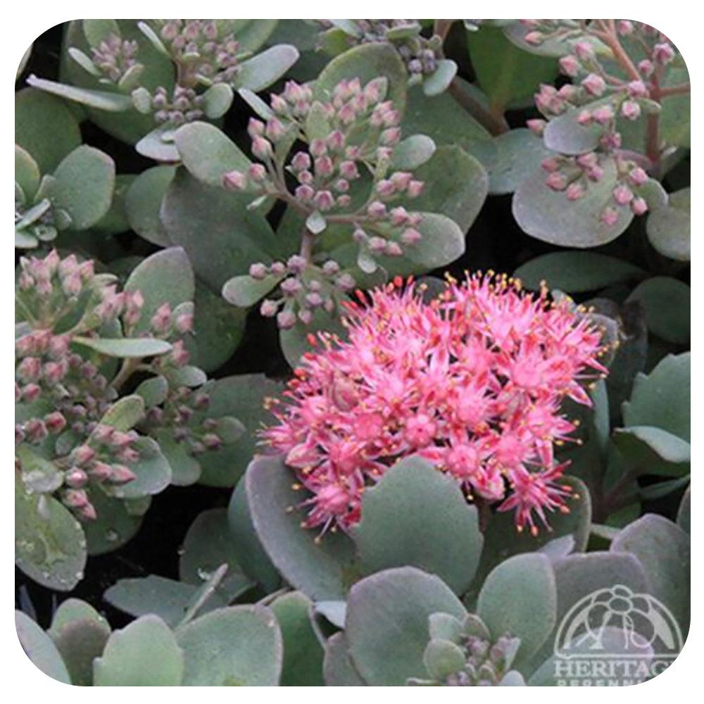 G5135 Sedum Sunsparkler Dazzleberry - View 9 from www redcrocus com