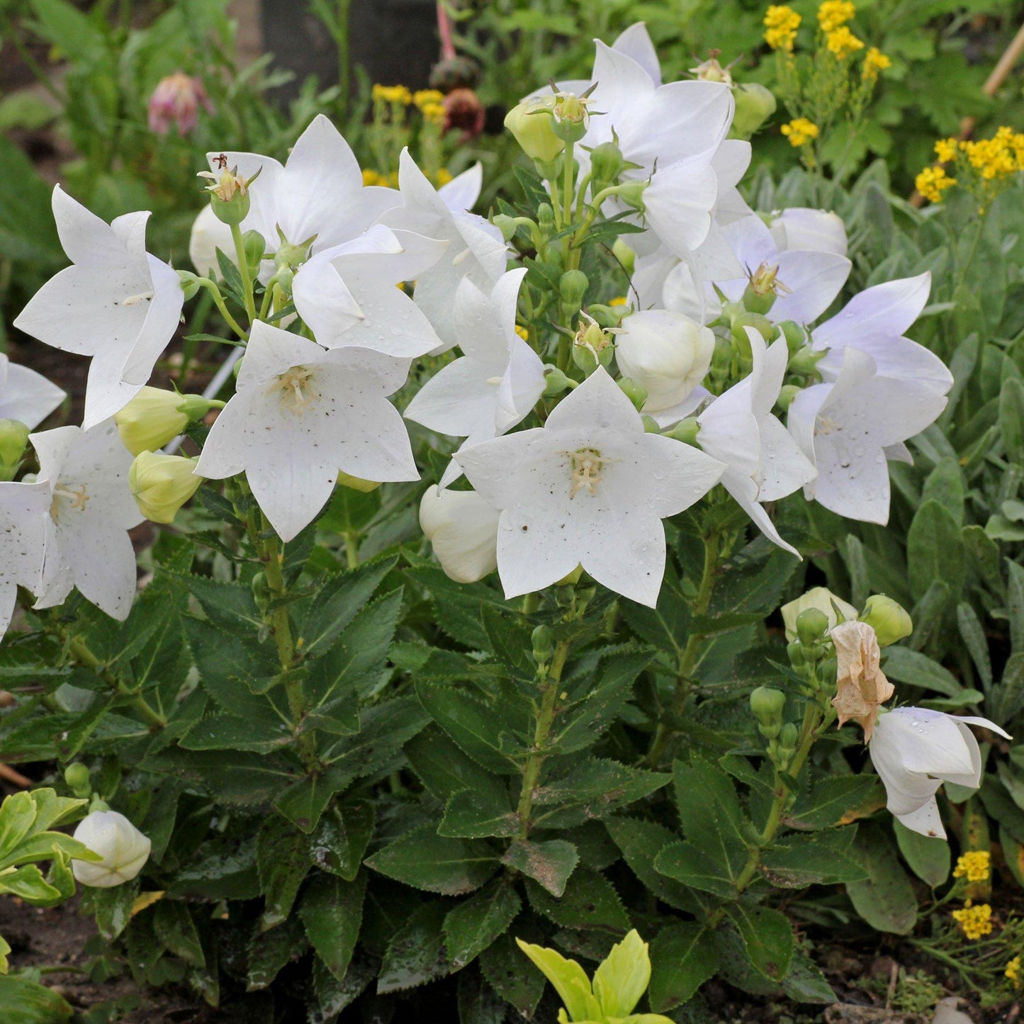 G5137 Platycodon Grandiflorus Astra White - View 10 from www redcrocus com