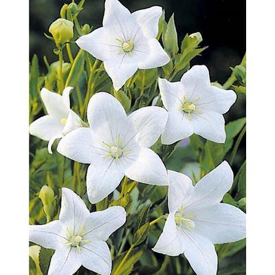 G5137 Platycodon Grandiflorus Astra White - View 13 from www redcrocus com