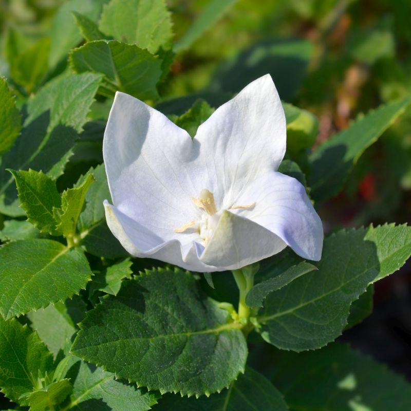 G5137 Platycodon Grandiflorus Astra White - View 16 from www redcrocus com
