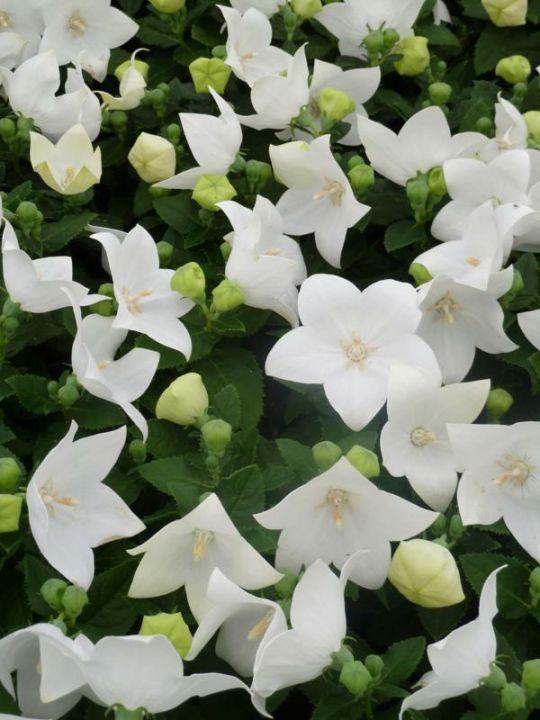 G5137 Platycodon Grandiflorus Astra White - View 17 from www redcrocus com