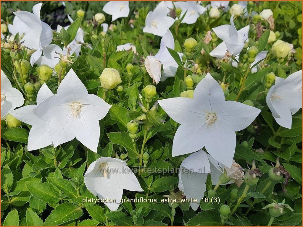 G5137 Platycodon Grandiflorus Astra White - View 3 from www redcrocus com